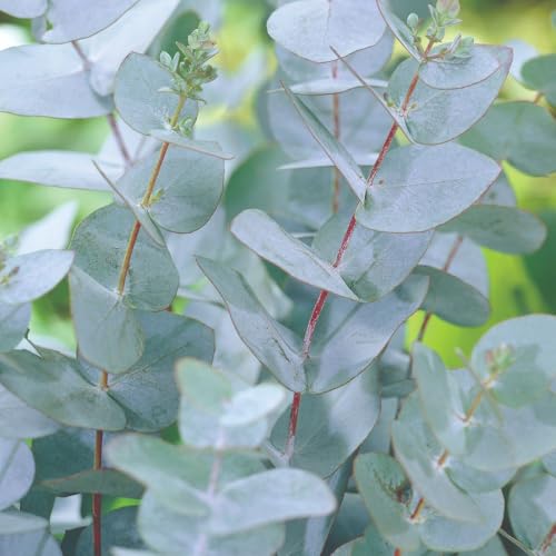 Image of Eucalyptus pulverulenta 'Baby Blue' – Compact Evergreen Tree, Feathery Flowers, Silver-Blue Aromatic Foliage, Ideal for Small Gardens & Patios - 3 Litre Pot x1 by Thompson and Morgan