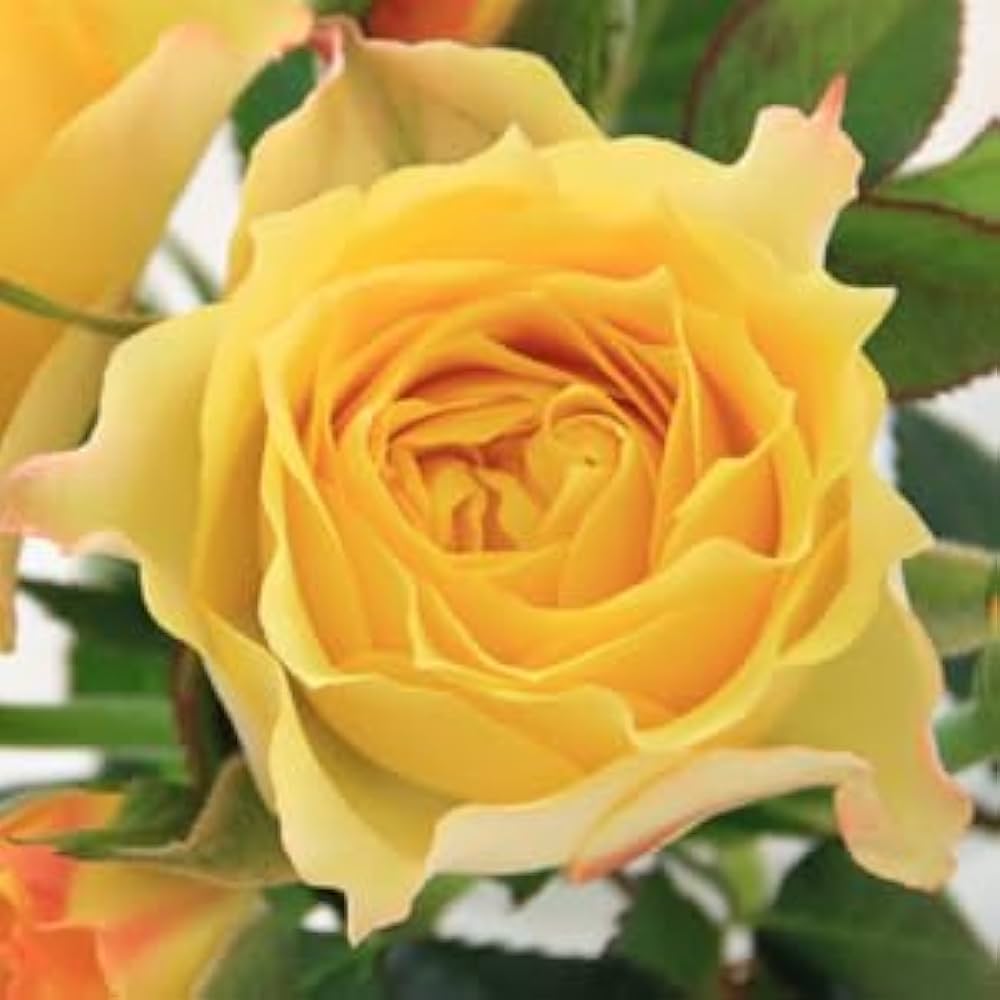 errer アンティークカラー ミニ薔薇 壁掛け 樹脂標本 植物標本 ブロカント kger017.jpg