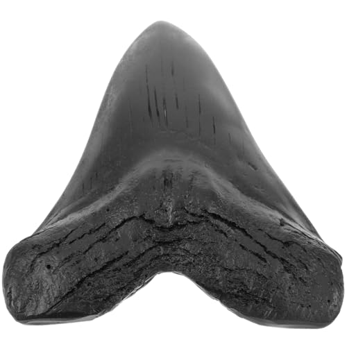 MAGICLULU Megalodon-Zahnfossil Haifischzähne Haifischzahn Sammlerstück Megalodon-Haiezahn Megalodon-Zähne deko Modelle Ornament Probe Schreibtisch Handhaben Graben Replik Student Figur Harz