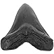 MAGICLULU Megalodon-Zahnfossil Haifischzähne Haifischzahn Sammlerstück Megalodon-Haiezahn Megalodon-Zähne deko Modelle Ornament Probe Schreibtisch Handhaben Graben Replik Student Figur Harz