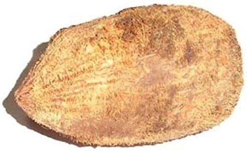 NEERAJ - Original Ekakshee/Ekakshi Nariyal/One Eye Coconut for Pooja-1 pc