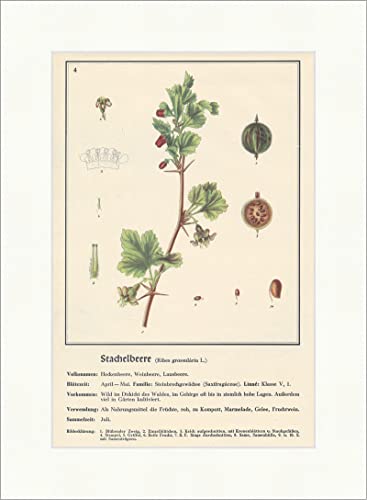 Biller Antik Grosella espinosa Ribis Grossularia L. seto Plantas medicinales Hierbas medicinales 115