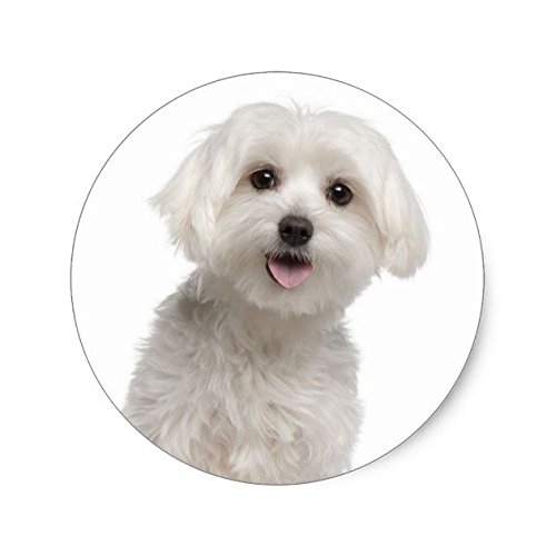 Lancy's Artwork Love White Maltese Puppy Dog Stickers Seal - Sticker Graphic - Auto, Wall, Laptop, Cell, Truck Sticker for Windows, Cars, Trucks