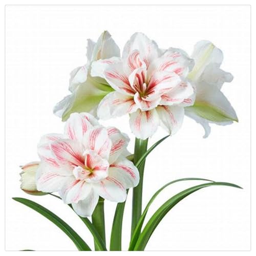 Radice di amarillide - resistente al freddo - radici forti - facile da coltivare -【CXXFGFT】.-4 bulbi-C