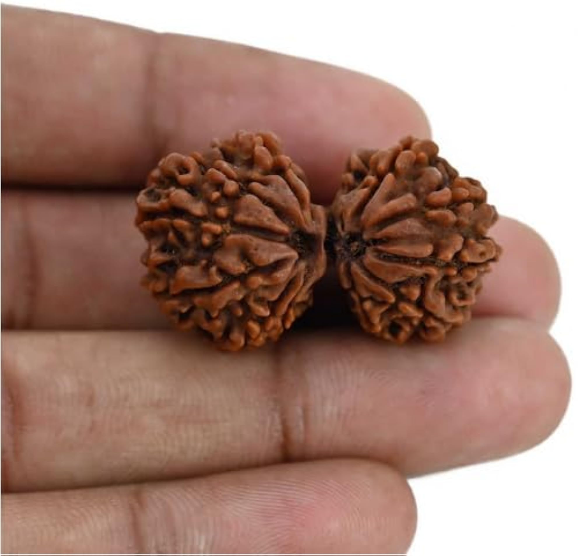 Attractive Gaurishankar Rudraksha, IGL Lab Certified