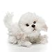 Nat and Jules Plush Toy, Bichon Frise, Small