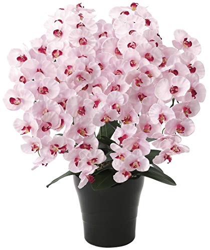  ӒwVeBX^C-t@mxG}(C)A[gt[ A (Premium7{FCgp[v)