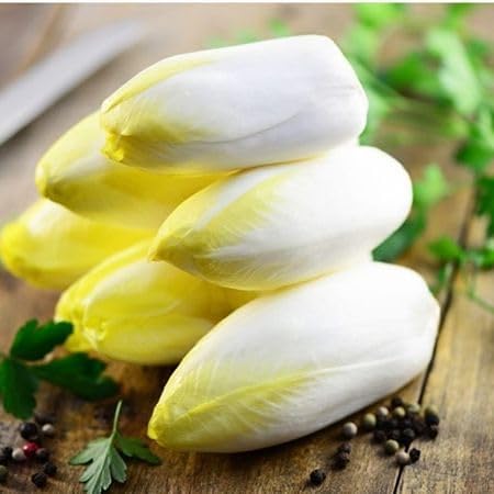 100pcs Yellow Endive Vegetable Seeds