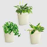 BOFUNX 3 Macetas Pared Maceteros Colgantes de Plásticos Jardineras para Colgar Decoración Interior Exterior Balcón Jardín Patio Pared Terraza para Flores y Plantas