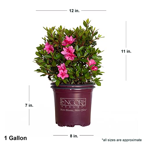 Encore Azalea Autumn Empress (1 Gallon) Pink Flowering Shrub - Full Sun Live - Outdoor Plant. Azalea Shrub/Flowering Plants Rhododendron Perennial Spring Plants - Thumbnail 2