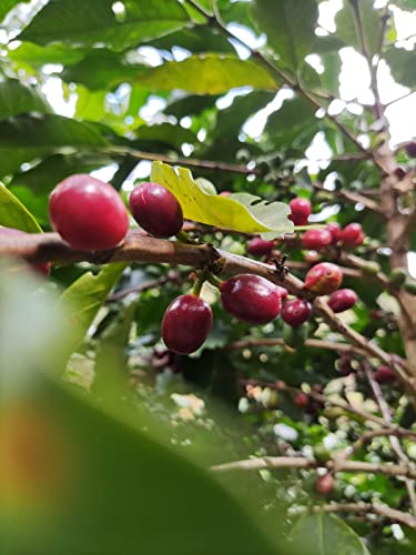 India Monsooned Malabar AA - 1000g - Ganze Bohne, 100% Arabica, sehr wenig Säure