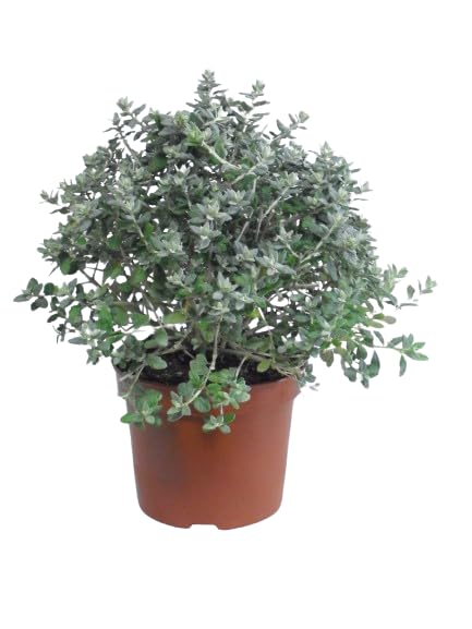 Olivilla Natural Arbusto Perenne de Jardín - Cuidado Simple