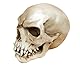 Joh.Vogler GmbH Replik Orc Schädel Markus Mayer Totenkopf Skull Gothic Totenschädel Ork