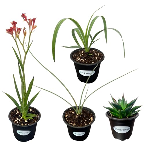 Waterwise Variety Pack - 4 Plants - Drought Tolerant Landscape