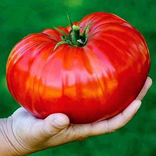 DIOART®XXC-Seeds Red Giant Beefsteak Tomato Indeterminate Non GMO Heirloom-50 SEEDS-CTR-184 (B0CJVQKM55) Amazon Price History, Amazon Price Tracker