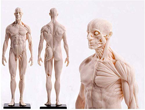 Figure d'anatomie Masculine - Modèle de Peinture Anatomique de Squelette Humain - Modèle d'os Musculaire Anatomique Humain en matériau PU - pour étude de Dessin d'artiste médical, A