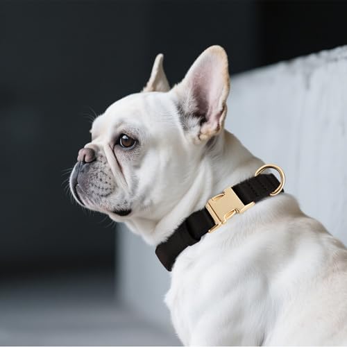 Didog Hundehalsband aus Nylon, weich gepolstert, strapazierfähiges Hundehalsband mit Schnellverschluss-Metallschnalle, leichtes und atmungsaktives Hunde Halsband für große, mittelgroße,Schwarz,L