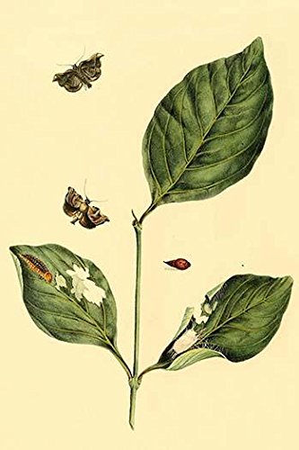 Surinam Schmetterlinge Motten & Raupen Posterdruck von Jan Sepp (24 x 36)