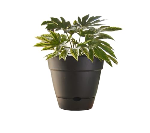 Northcote Pottery Leonard Self-Watering Pot, 20 x 18 cm Size, Black