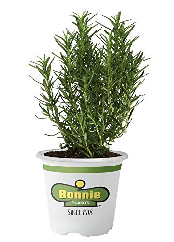 Bonnie Plants Rosemary Herb Plant Bonnie Plants Rosemary Herb Plant