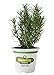 Bonnie Plants 5090 Rosemary Herb Plant