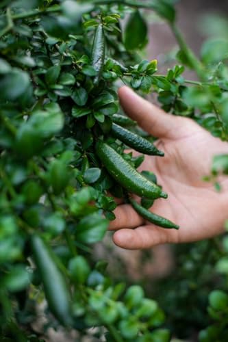 Image of GreenWorld Special & Rare Long Finger Green Australion Lime,Lemon /Lebu Plant(Australion Variety) Healthy Live Plant,'' Fruit After 1 Year''