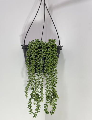 Best Artificial Hanging Plants for Your Home 49 Artificial Succulent Plants 20" Fake Hanging Pearls Plant String ...