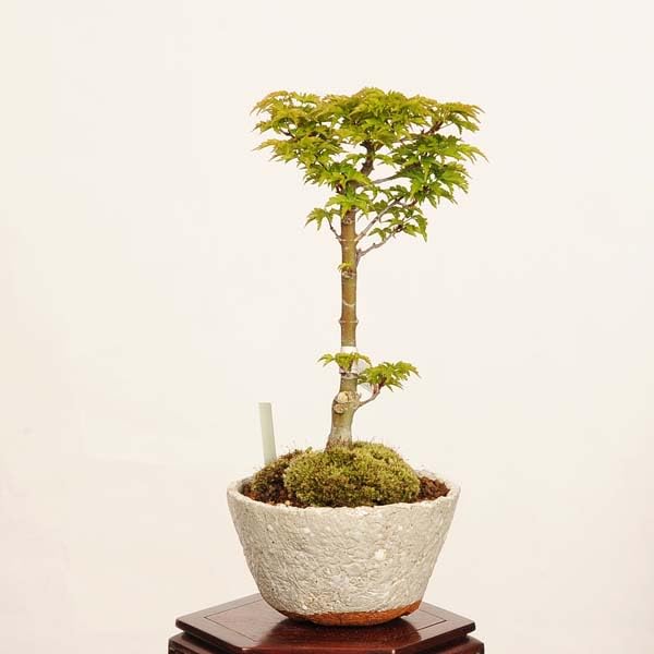 Amazon.co.jp: 遊恵盆栽：獅子頭(シシガシラ)紅葉*現品 一点物 もみじ
