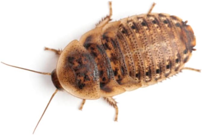 10 lb. Roach & Cricket Chow – Balanced Protein, Calcium-Fortified Diet by Five-Star Feeders – 2-Gallon Bucket