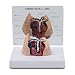 Canine Heart Lung Veterinary Anatomical Model w Educational Key Card
