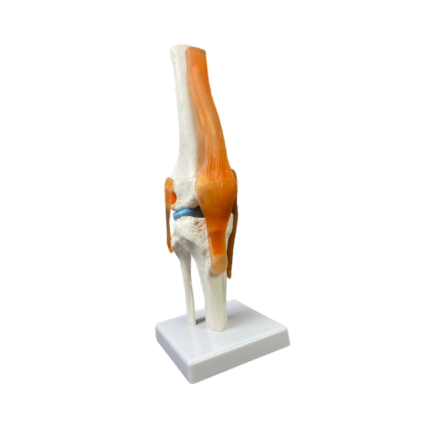 Material Didáctico para La Articulación de La Humana con Sus Ligamentos.