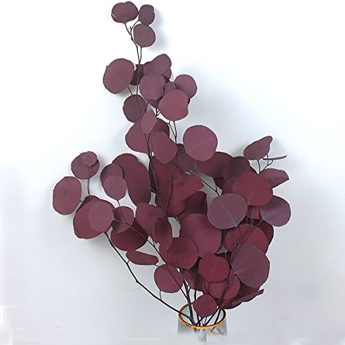 Eucalyptus Fleurs Séchés Naturel Eucalyptus Branches Fleurs Séchées la décoration, Feuilles de Jardin, Plantes Vertes pour fête , Famille Cover