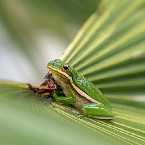 What drives animals to your yard? It's complicated