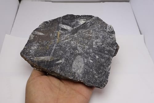 Image of Natural Orthoceras Fossil Plate from Devonian Period Fossil from Morocco A303