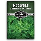 Common Mugwort Seed for Planting - 1 Packet with Instructions to Plant and Grow Artemisia Vulgaris in Your Home Vegetable Garden - Non-GMO Heirloom Variety - Survival Garden Seeds