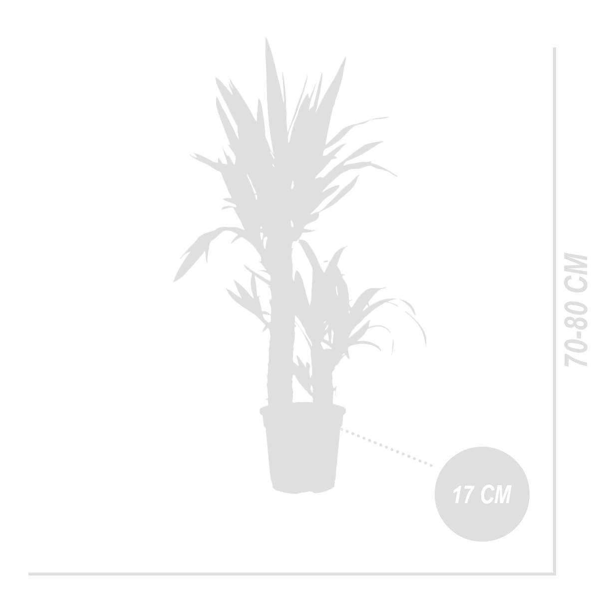 Bloomique - Set di 2 - Yucca elephantipes - Giglio delle palme - Pianta da interno - Purifica l’aria - Facile da curare - Alte 60-70 cm - Vaso 17 cm