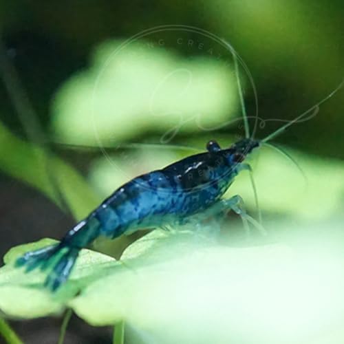 Image of Swimming Creatures Freshwater Aquarium Shrimp - A Perfect Combo to Brighten Your Aquarium! (20 Blue + 1 Mystery Snail) (Pomacea bridgesii)