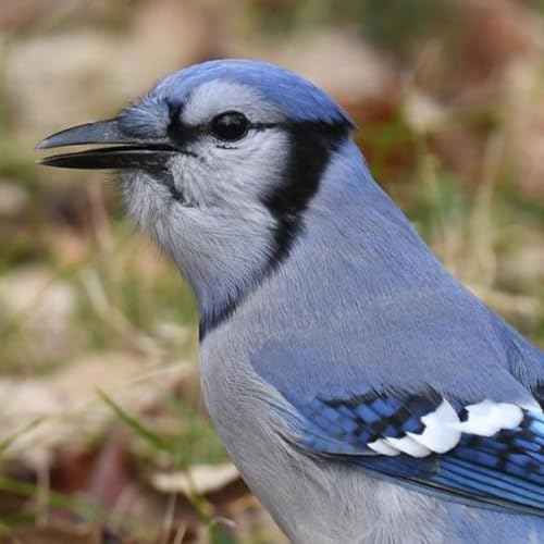 Join the Great Backyard Bird Count