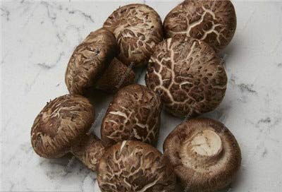 Seeds Fresh 100pcs Hosta Plant Seeds for Planting White: Only Seeds