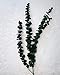 Preserved Eucalyptus Branches - Green