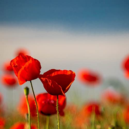 Odio gli indifferenti