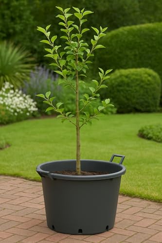 Muddy Hands Pack of 5 – 50 Litre Heavy Duty Plastic Plant Pots with Handles – Large Outdoor Garden Planters for Vegetables, Flowers, Trees & Salad Growing - Image 2