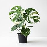 Rare Monstera Plant, Monstera Live Plant Fully Rooted, Ready to Grow Philodendron 4-8 Inches, Live Houseplants, Indoor Plants (Thai Variegated Monstera)