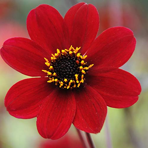 Bishop of Auckland - 5,10 or 25 Tubers - Dark Leafed Dahlia - Perennial - Free P&P (10)