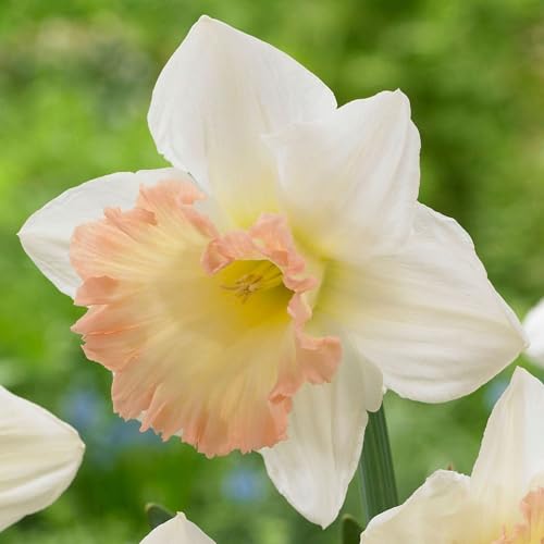Pianta vera di Narciso Trumpet British Gamble - Bulbi
