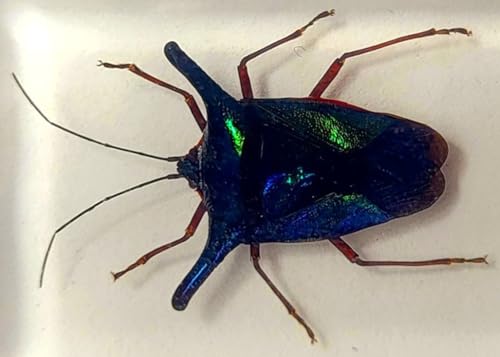 Image of 44mm Real Peruvian Rainbow Metal Horn Bug in Crystal Clear Lucite Resin Specimen Preserved Insect Taxidermy Collection for Biology Science Education & Desk Ornament Display Supplies