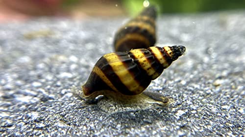 5 Raubschnecke - Clea helena (Anentome helena), Aqaurium Schnecke