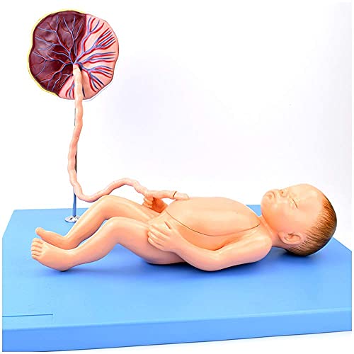 Anatomisches neonatales Organmodell Säuglinge Bauchnabelschnur Plazenta Fötale Pflege Anatomiemodell für Klasse/Studenten Lehrbedarf, medizinische Modelle und Lehrmaterialien Cover