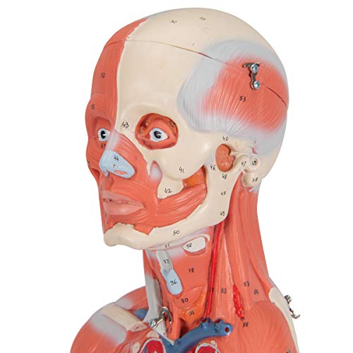 3B Scientific B56 Complete Female Muscular Figure 21-part w/o Organs - 3B Smart Anatomy by 3B Scientific - Image 9