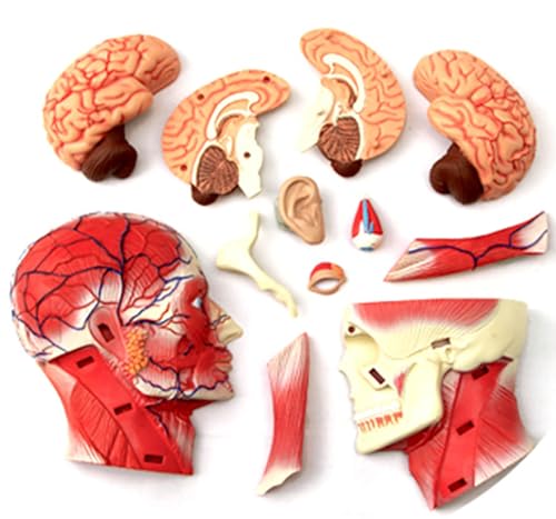 Modèle neurovasculaire demi-tête AMITD idéal pour vos révisions - 4